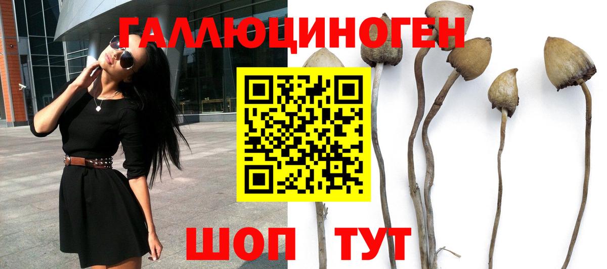 Псилоцибиновые грибы Psilocybe Новошахтинск
